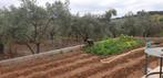 Maison du sud du Portugal et plantation d'oliviers à haut re, Terrain ou Parcelle, Vila verde de ficalho, 220 m², Portugal