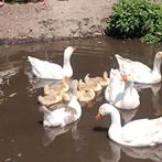 Jonge ganzen, Dieren en Toebehoren, Pluimvee