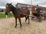Recreatie koets, Dieren en Toebehoren, Rijtuigen en Koetsen, Gebruikt, Wagonette, Paard