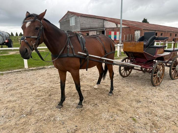 Recreatie koets, Dieren en Toebehoren, Rijtuigen en Koetsen, Gebruikt, Wagonette, Paard