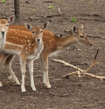Gesteriliseerde damherten bok en 3 hindes beschikbaar voor biedingen