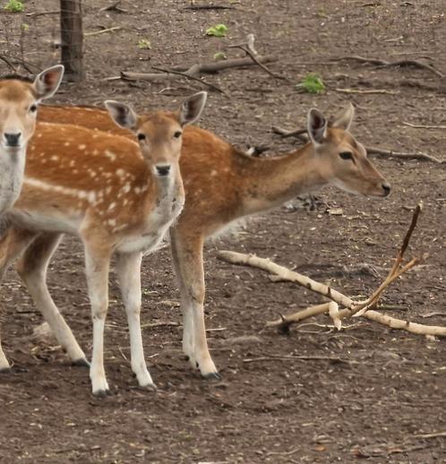Gesteriliseerde damherten bok en 3 hindes, Dieren en Toebehoren, Overige Dieren, Meerdere dieren, Juni