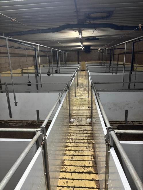 Hokinrichting 1 jaar oud [376], Dieren en Toebehoren, Schapen, Geiten en Varkens
