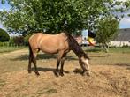 Prachtige valk sportpony ‘Enjoy My Presence’, Dieren en Toebehoren, Pony's, Merrie, Gechipt, Springpony, 0 tot 2 jaar