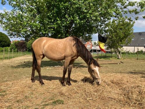 Prachtige valk sportpony ‘Enjoy My Presence’, Dieren en Toebehoren, Pony's, Merrie, Onbeleerd, D pony (1.37m tot 1.48m), Springpony