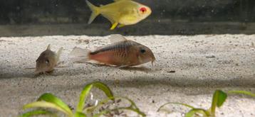 Corydoras aneus beschikbaar voor biedingen