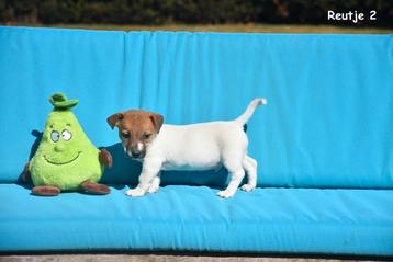 Jack Russell pupjes  beschikbaar voor biedingen