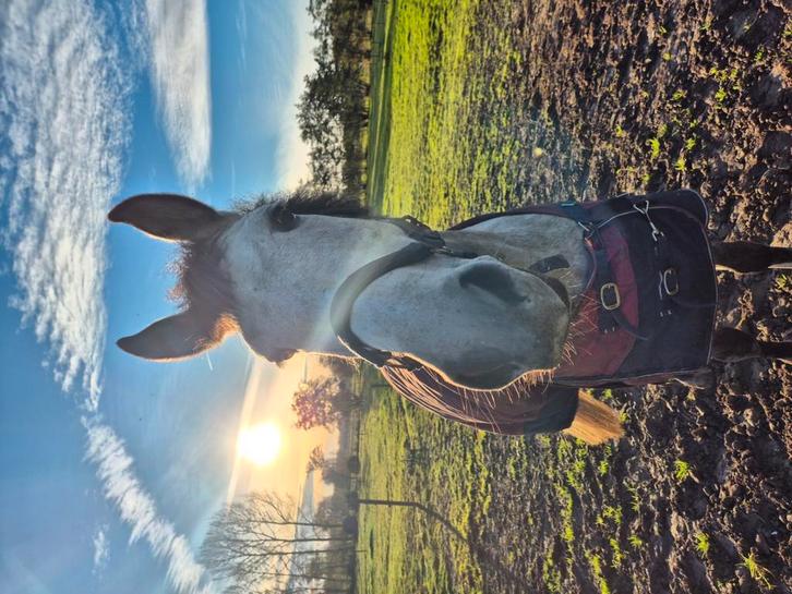 Pony, Dieren en Toebehoren, Paarden, Merrie