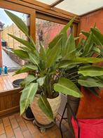 Strelitzia reginae, Ophalen