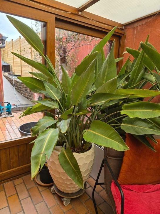 Strelitzia reginae, Huis en Inrichting, Kamerplanten, Ophalen