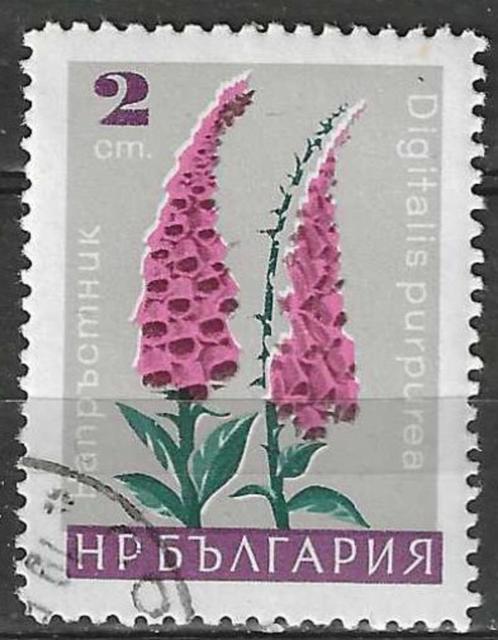 Bulgarije 1967 - Yvert 1480 - Bloemen - Petunia (ST), Postzegels en Munten, Postzegels | Europa | Overig, Gestempeld, Bulgarije