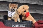Chiots Shiba Inu, 15 semaines à 1 an, Étranger, Hépatite contagieuse (maladie de Rubarth), Autres races
