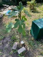 Vijgenboom, Tuin en Terras, Planten | Fruitbomen, Ophalen, Lente, Volle zon, In pot