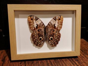 Caligo martia in kader  beschikbaar voor biedingen