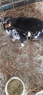 Super mooi mieke, Dieren en Toebehoren, Schapen, Geiten en Varkens, Vrouwelijk, Geit, 0 tot 2 jaar