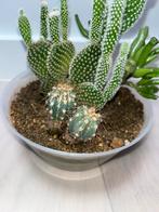 Cactus en Vetplanten Mix, Huis en Inrichting, Ophalen