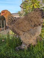 2 brahma meerzomig patrijs hennen, Dieren en Toebehoren