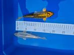 Koi vissen +- 18 cm, Dieren en Toebehoren, Karper of Koi