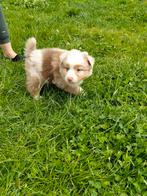 Prachtige australische herder pups, Dieren en Toebehoren, Honden | Herdershonden en Veedrijvers, België, 8 tot 15 weken, CDV (hondenziekte)