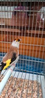 Chardonneret scarpati mâle 2025, Animaux & Accessoires, Oiseaux | Canaris, Mâle