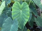 Colocasia Jack's Giant, Ophalen, Bodembedekkers, Vaste plant, Bloeit niet