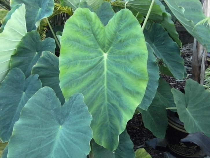 Colocasia Jack's Giant, Tuin en Terras, Planten | Tuinplanten, Vaste plant, Bodembedekkers, Halfschaduw, Bloeit niet, Ophalen