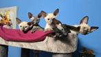 Cornish rex kittens (Blue, Seal Point, Blue Point, Black), Meerdere dieren, Gechipt, 0 tot 2 jaar
