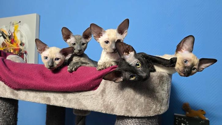 Cornish rex kittens, Nog 3 Beschikbaar!, Animaux & Accessoires, Chats & Chatons | Chats de race | Poil ras, Plusieurs animaux