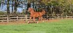 Kasanova X Nixon, Dieren en Toebehoren, Paarden, Springpaard, Gechipt, 0 tot 2 jaar, Hengst