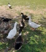 Peking en rouaan eenden, Dieren en Toebehoren, Pluimvee