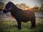 Shetlander, Dieren en Toebehoren, Ruin, A pony (tot 1.17m), Gechipt, 3 tot 6 jaar