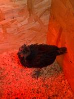 (Kuiken) haan, Dieren en Toebehoren, Pluimvee, Mannelijk, Kip