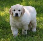 Golden retriever pup, Dieren en Toebehoren, Honden | Retrievers, Spaniëls en Waterhonden, CDV (hondenziekte), Golden retriever