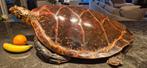 XL 93CM ! Antieke Schildpad ca 1880 taxidermie schedel, Antiek en Kunst, Ophalen of Verzenden
