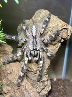 Poecilotheria regalis, Dieren en Toebehoren, Insecten en Spinnen