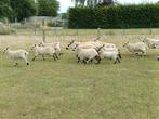 Kerry hill lammeren, Dieren en Toebehoren