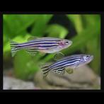 Zebravis Aquarium, Dieren en Toebehoren, Vis, Zoetwatervis, Schoolvis