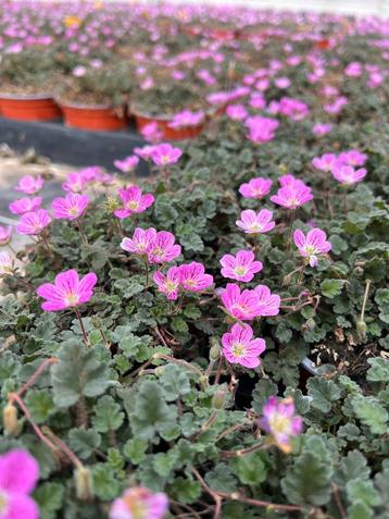 Erodium ‘Bishops Form’ beschikbaar voor biedingen