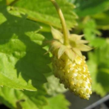 Woodberry framberry Album beschikbaar voor biedingen