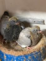 Jonge reisduiven, Animaux & Accessoires, Oiseaux | Pigeons