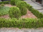 Euonymus japonicus - ideale buxus vervanger, Ophalen, Buxus, Struik, Minder dan 100 cm