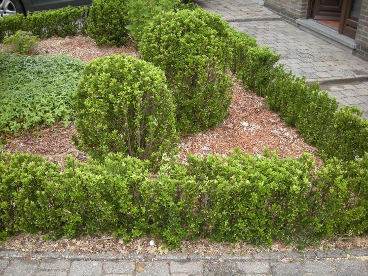Euonymus japonicus - ideale buxus vervanger, Tuin en Terras, Planten | Struiken en Hagen, Struik, Buxus, Minder dan 100 cm, Ophalen