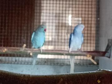 Halsbanden beschikbaar voor biedingen