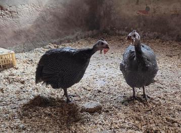 2 jonge parelhoenen beschikbaar voor biedingen