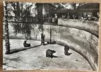 Oude postkaart: dierentuin Bern, Zwitserland (1948), Ophalen of Verzenden, 1940 tot 1960, Gelopen, Overig Europa