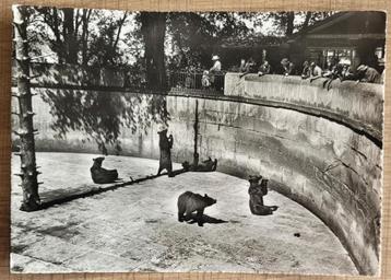 Oude postkaart: dierentuin Bern, Zwitserland (1948) beschikbaar voor biedingen