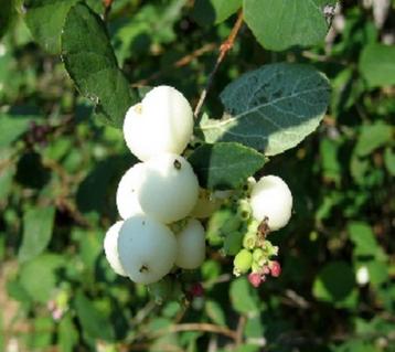 gratuit plusieurs plants de symphorine arbuste beschikbaar voor biedingen