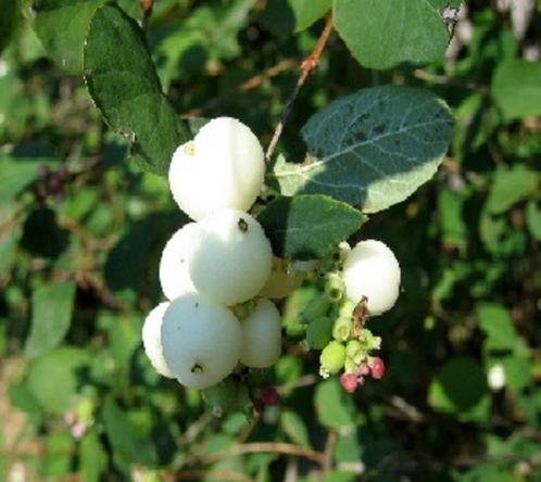 gratuit plusieurs plants de symphorine arbuste, Tuin en Terras, Planten | Struiken en Hagen, Struik, Overige soorten, 100 tot 250 cm