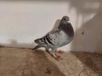 Kweekduiver 2025, Dieren en Toebehoren, Mannelijk, Postduif