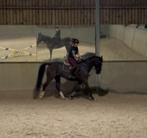 Nog enkele paardjes op zoek naar een fijn huisje, Animaux & Accessoires, Chevaux, 11 ans ou plus, 165 à 170 cm, Cheval de saut